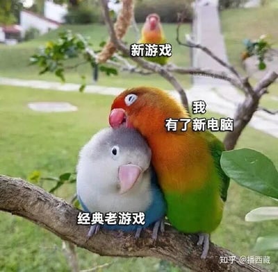 这是一张文字加注的鸟类照片梗图，画面中有三只鹦鹉：前景处一只橙绿配色的鹦鹉亲昵地靠在一只灰蓝白配色的鹦鹉身上，背景树枝上还站着一只鹦鹉。图中为三只鹦鹉分别添加了拟人化文字：背景鹦鹉配文“新游戏”，橙绿鹦鹉配文“我有了新电脑”，灰蓝白鹦鹉配文“经典老游戏”。这张图用拟人化的方式，调侃了部分玩家在拥有新的电脑设备后，依旧沉迷经典老游戏，对新游戏反而兴致缺缺的状态，生动展现了玩家对老游戏的深厚情怀，充满趣味。