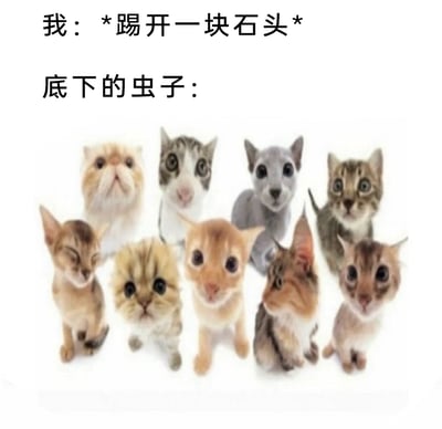 这是一张趣味十足的网络搞笑梗图，上方以文字构建日常场景：“我：*踢开一块石头*”模拟人踢开石头的动作，紧接着“底下的虫子：”引出下方的视觉内容——9只经过P图改编的怪异猫咪。这些猫咪的头部与身体来自不同品种的猫，拼接后形象怪异违和，它们或蹲坐或站立，表情各异，有的瞪大双眼露出惊讶，有的眯眼显得懵懂，整体呈现出拥挤聚集的状态。该梗图用夸张的方式，将石头下的虫子替换成怪异猫咪，放大了突然发现隐藏大量生物时的冲击感与荒诞感，通过视觉和场景的反差制造搞笑效果，调侃日常中这类意外发现的场景。