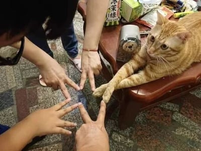 图片中，几只人类的手与一只橘猫的前爪共同摆出比心手势，形成温馨的互动场景。橘猫慵懒地趴在木质小桌上，眼神平静中带着一丝好奇望向镜头。周围可见铺着花纹地砖的地面，桌上放有印有“冰茶绿茶”字样的包装盒和卷纸筒等物品。整体画面充满生活气息，展现了人与宠物间的默契与可爱瞬间。
