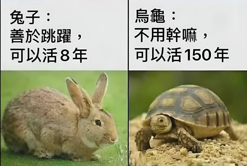 兔子