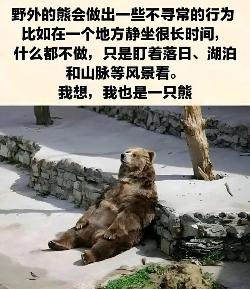 棕熊