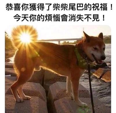 这是一张充满治愈感的趣味网络梗图，画面主体是一只站在水边消波块上的柴犬，夕阳恰好落在柴犬尾巴的位置，光线透过毛发形成类似光芒四射的效果，视觉上仿佛是柴犬尾巴发出的祝福之光。画面上方配有繁体转简体后为“恭喜你获得了柴柴尾巴的祝福！今天你的烦恼会消失不见！”的文字，利用巧合的光影效果制造出趣味错觉，传递出消解烦恼、带来好心情的温暖祝愿，常被用于社交媒体给他人送上治愈的情绪价值。