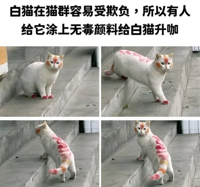图片由上方文字和下方四张子图组成。上方文字为“白猫在猫群容易受欺负，所以有人给它涂上无毒颜料给白猫升咖”。四张子图展示了一只白猫，其脸部（脸颊、眼部周围）、爪子、背部和尾巴被涂上了粉色和橙色的颜料，在水泥台阶上呈现坐立、行走、转身等不同姿势，猫咪表情平静。图片通过幽默的方式呈现了为避免白猫受欺负而进行的创意改造。