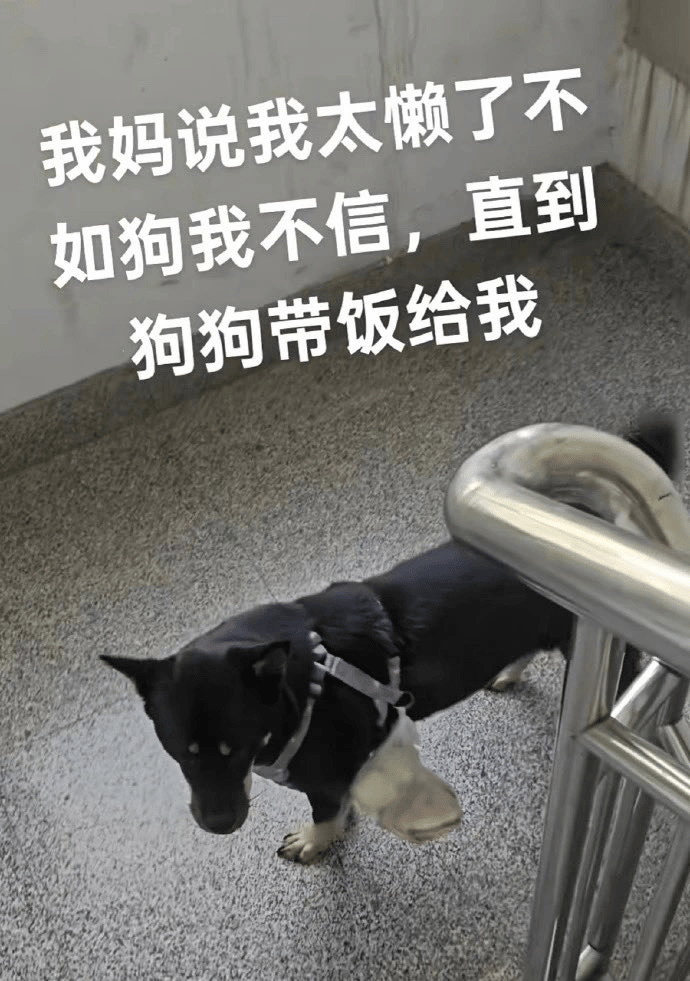 狗