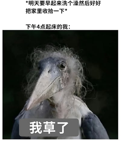 这是一张幽默对比梗图，上方文字写着："*明天要早起来洗个澡然后好好把家里收拾一下*"，表达了对第二天的积极规划。中间文字"下午4点起床的我："引出下方的鲸头鹳图片，鸟的表情呆滞，羽毛凌乱，配上文字"我草了"，形成强烈反差，幽默地表现了理想与现实的差距，以及拖延症患者无法实现计划的无奈与自嘲。