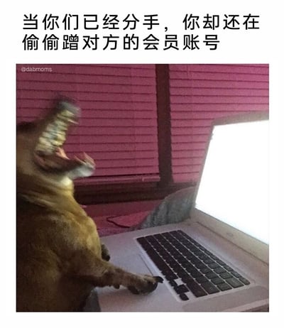 这是一张搞笑梗图，上方配有中文文字“当你们已经分手，你却还在偷偷蹭对方的会员账号”，图中是一只狗狗大张着嘴，前爪搭在笔记本电脑上，神态夸张，既像是紧张害怕被发现，又带着享受会员便利的兴奋感，生动地还原了偷偷使用前任会员账号时，那种心虚又有点小窃喜的纠结状态，用宠物的夸张神态来调侃生活里这种有点小“鸡贼”的日常行为，十分诙谐有趣，容易引发网友的共鸣。
