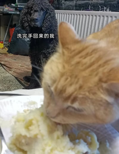 这是一张充满趣味的宠物实拍梗图，前景中一只橘色猫咪正专注地低头吃着盘子里的食物，几乎占据了画面的大半部分；背景里的黑色卷毛狗狗则安静坐着，眼神带着委屈与无奈地看向镜头方向。图中添加的文字“洗完手回来的我”将狗狗的状态拟人化，生动还原了人们准备享用食物时，却发现食物已经被他人（或宠物）捷足先登的无奈与错愕心情，用宠物的日常瞬间制造出搞笑的共鸣感。