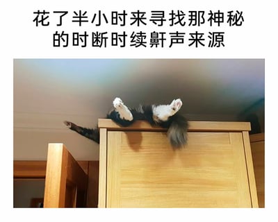 这是一张图文混排的静态实拍图，图片上方配有文字“花了半小时来寻找那神秘的时断时续鼾声来源”，下方的实拍画面中，一只猫咪将身体完全藏在木质柜子的顶部，只露出两只白色的爪子、一截带花纹的后腿和毛茸茸的尾巴，姿态放松，显然是在柜子顶上睡觉打呼，这正是文字中提到的神秘鼾声的来源。画面充满生活趣味，既展现了猫咪喜欢寻找隐蔽角落休息的习性，也让寻找鼾声的过程充满戏剧性，容易引发宠物主人的共鸣。