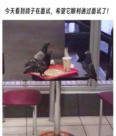 这张图片拍摄于类似快餐店内的场景，一张小桌上的红色托盘旁站着三只鸽子，其中两只在托盘上，一只站在桌边，三者的姿态被网友拟人化解读为面试场景。图片上方配文“今天看到鸽子在面试，希望它顺利通过面试了！”，将动物的自然互动与职场面试的语境结合，用幽默的调侃方式消解职场压力，充满生活化的趣味，是网络上流行的拟人化动物梗图。