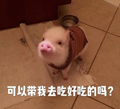 一只穿着棕色毛衣的小香猪站在铺着撕碎垫子的瓷砖地板上，旁边有一个金属食盆。小猪抬头向上看，眼神期待，图片底部配有文字'可以带我去吃好吃的吗？'，整体营造出可爱又渴望的氛围。