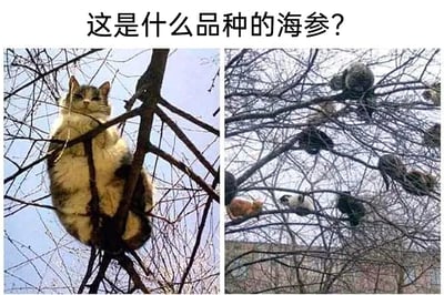 这是一张左右分栏的搞笑对比梗图，顶部配有文字“这是什么品种的海参？”。左侧画面中，一只胖嘟嘟的猫咪卡在光秃秃的树枝缝隙之间，圆润的身体被树枝框住，形态神似海参；右侧画面里，多只不同花色的猫咪分别趴在光秃秃的树枝上，远看就像是树枝上挂满了“海参”。这张图利用视觉错觉和调侃的方式，将猫咪的有趣形态和海参联系起来，制造出幽默的效果，属于玩了视觉类的调侃梗，通过夸张的联想引发笑点，展现了猫咪的可爱有趣瞬间。