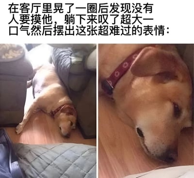 这是一张双图拼接的宠物搞笑梗图，上方配有文字说明：'在客厅里晃了一圈后发现没有人要摸他，躺下来叹了超大一口气然后摆出这张超难过的表情：'。左侧图片展示一只戴着红色项圈的黄色狗狗四仰八叉地躺在木地板上，身体舒展，头靠在沙发边，显得有些无精打采。右侧图片是狗狗脸部的特写，它眼睛微闭，嘴角下撇，露出一副极度委屈、伤心的表情，仿佛真的因为没人抚摸而感到失落。整体画面通过狗狗拟人化的表情和动作，营造出既搞笑又让人有点心疼的效果。