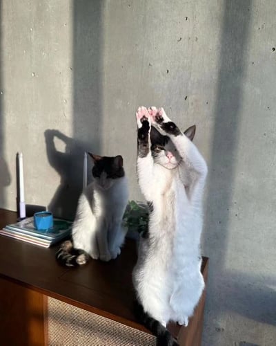 两只猫咪在室内的温馨场景。一只黑白相间的猫正站立着伸展前爪，姿态可爱；另一只猫则安静地坐在旁边，显得十分慵懒。背景是灰色的水泥墙，阳光照射进来在墙上形成了长长的影子。旁边的木质台面上放着几本书、一个蓝色的杯子和一些绿色植物，营造出舒适惬意的居家氛围。