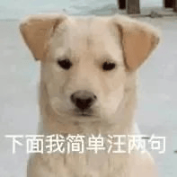 这是一张表情包风格的狗狗图片，画面中心是一只表情严肃的狗，底部配有文字“下面我简单汪两句”，模拟人类“下面我简单说两句评论”，但将“说”替换为狗叫的“汪”，形成了谐音梗和网络幽默。常见于网友在评论区或群聊表达观点时，用以自嘲或调侃，气质偏正式搞笑。尤其适合“严肃发言”场合下突然幽默转场。

**谐音梗说明**：“汪两句”用狗叫声音代替“讲两句”，即“说两句”，制造幽默效果。