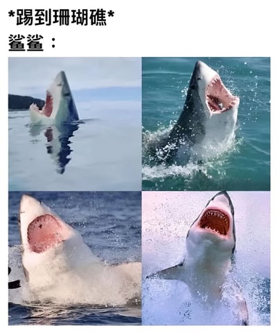 这是一张搞笑主题的图文混排梗图，上方配有文字“*踢到珊瑚礁* 鲨鲨：”，下方是四张拼接的鲨鱼图片。每张图片中的鲨鱼均张嘴露出牙齿，在水中呈现出不同的翻腾姿态，通过夸张的表情和动作模拟鲨鱼踢到珊瑚礁后的痛苦反应，整体风格诙谐幽默。