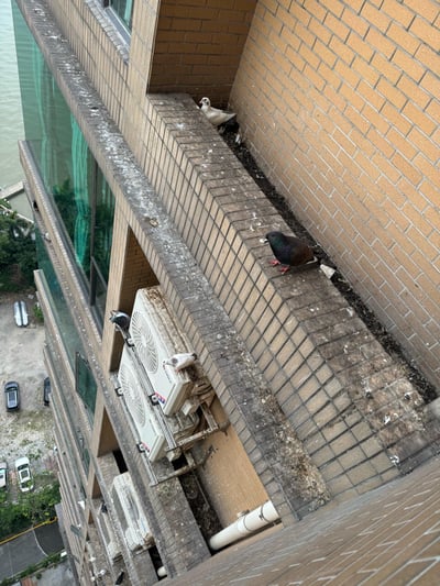 从高层视角拍摄的城市建筑场景，黄砖外墙的临江高层建筑外沿与格力空调外机上，停留着多只不同羽色的鸽子，墙沿角落还有鸽子栖息在巢中；墙沿上可见不少鸽子粪便，下方地面能看到停放的车辆与河边区域，展现出城市里野生鸟类与建筑共处的日常画面。