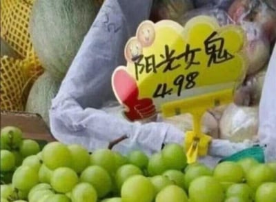 这是一张水果摊的实拍照片，前景是一串青绿色的阳光玫瑰葡萄，后方的黄色价格牌上，本该标注葡萄品种“阳光玫瑰”的位置被写成了“阳光女鬼”，下方标注价格为4.98。这是利用“玫瑰”与“女鬼”发音相近制造的谐音梗，大概率是摊主笔误或是为吸引顾客故意玩的文字玩笑，让普通的水果售卖场景变得滑稽有趣。背景还能看到用黄色网套包裹的瓜果类水果，整体是充满生活气息的市井水果售卖场景。