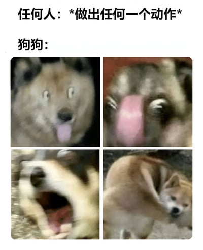 这是一张四格图文梗图，上方文字为"任何人：*做出任何一个动作*"和"狗狗："，下方四个格子分别展示了狗狗的四种夸张反应：左上为瞪大眼睛吐舌头，右上为伸出更长的舌头，左下为张大嘴巴打哈欠，右下为蜷缩身体打滚。通过夸张的表情和动作对比，幽默地表现了狗狗对人类任何动作都过度反应的可爱特质。