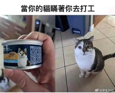 这是一张趣味梗图，画面分为左右两部分：左侧是一只手拿着一罐猫罐头，罐头上印着的猫和右侧真实的自家猫长得几乎一模一样；右侧是这只真实的猫咪，正坐在瓷砖地面上，一脸无辜地看向镜头。图上方配有中文文字“當你的貓瞞著你去打工”，将猫出现在罐头包装上的巧合调侃成猫咪偷偷去“打工”当模特，玩了一个趣味脑洞的梗，画面充满滑稽感。