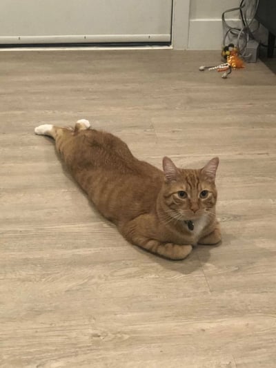 一只橘色虎斑猫伸展着身体趴在浅色木地板上，前爪向前伸展，后腿向后伸直，尾巴自然摆放。猫咪有白色的爪子和胸部，戴着项圈，耳朵竖起，眼睛睁大，表情警觉地看向镜头。背景中可以看到一扇白色的门和一个带有彩色羽毛的猫玩具。