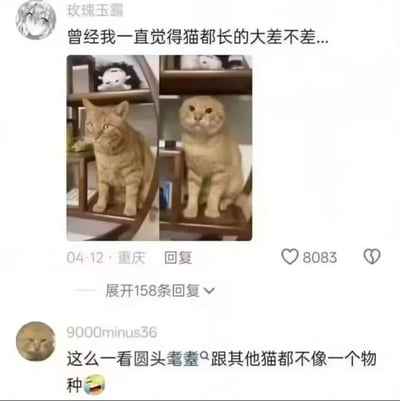 这是一条抖音平台的用户发布内容截图，用户「玫瑰玉露」发布两张橘猫的对比图：左侧是脸型正常的普通橘猫，右侧是圆头圆脑、外形奇特的橘猫，配文「曾经我一直觉得猫都长的大差不差...」，用强烈的视觉反差调侃这只圆头猫的独特长相。下方还有网友评论「这么一看圆头耄耋跟其他猫都不像一个物种😆」，进一步放大搞笑效果，该内容获得8083个赞，引发众多网友讨论。