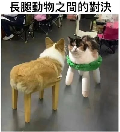 这是一张经过创意P图改编的静态照片，画面呈现出趣味十足的视觉错位效果：一只柯基犬趴在矮木凳上，木凳的腿与柯基的身体贴合，仿佛是柯基自己拥有的长腿；另一侧的三色猫坐在带有绿色边缘、白色长凳腿的凳子上，凳子的腿和猫咪的身体衔接，看起来像是猫咪的长腿。图片上方配有文字“长腿动物之间的对决”，利用柯基和猫咪本身以短腿著称的特点，通过与凳子结合的创意改编，制造出强烈的反差感，形成搞笑的萌点，调侃了这两种短腿宠物，给人带来轻松有趣的观感。