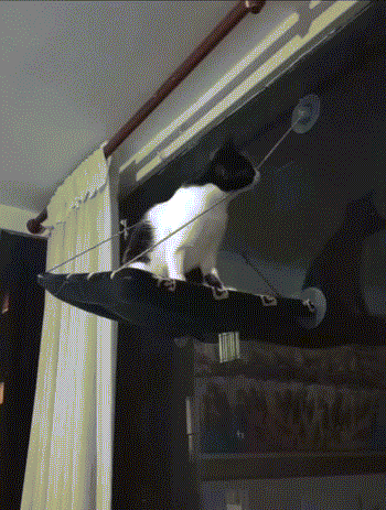 这是一段动态GIF，画面里一只黑白花色的猫咪站在挂在门上方的吸盘式猫吊床上，吊床的吸盘突然脱落，猫咪随着吊床一起向下掉，整个画面记录了猫咪从站在吊床上到吊床脱落的惊险又搞笑的瞬间，充满了生活趣味。