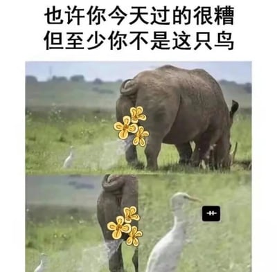 图片上方配有文字“也许你今天过的很糟 但至少你不是这只鸟”，下方是一张草原场景的照片，主体是一头正在低头吃草的犀牛，其尾部附近被添加了黄色花朵图案作为趣味遮挡。图片下方还有一个特写小图，展示了犀牛尾部的细节。草地上还有一只白鹭站立在犀牛附近。这张梗图通过幽默的方式安慰心情不好的人，暗示这只鸟可能处于一个尴尬或不幸的位置，以此来让观者产生“至少我的情况没那么糟”的心理安慰。