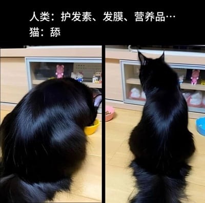 这是一张左右分栏的对比图，展示了一只毛发油亮顺滑的黑猫的两个不同角度的背影。左侧图中黑猫低头，背部的黑毛发亮有光泽；右侧图中黑猫转头看向旁边的柜子，背部毛发依旧顺滑有质感。图片上方配有文字“人类：护发素、发膜、营养品…猫：舔”，以幽默的方式对比出人类为了拥有顺滑发质需要使用多种护理产品，而猫咪仅靠舔毛就能维持毛发的优秀状态，调侃了人类护发的繁琐，也凸显出猫咪毛发的天然优势，充满趣味。