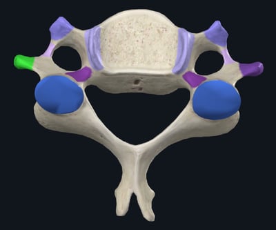 这是一张3D渲染的腰椎后视图解剖模型，不同的解剖结构被用不同颜色标注区分：蓝色为下关节突，绿色为横突尖端，浅紫色为椎体上缘的软骨终板，深紫色为上关节突、横突根部区域，紫色为椎弓根区域，清晰展示了腰椎的骨性结构和不同部位的解剖位置，适合医学教学、解剖学习使用。