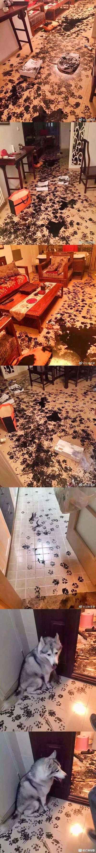 这是一组由多张实拍照片拼接而成的连环图，依次呈现了中式风格的客厅、室内走廊被黑色墨渍严重污染的混乱场景：客厅的瓷砖地面、木质家具、散落的包装盒和袋子上都沾满了大片黑色墨渍，甚至连靠垫也未能幸免；走廊的瓷砖上也留下了一串清晰的墨渍脚印，一直延伸到角落。最后两张图中，一只浑身沾满黑色墨渍的哈士奇蜷缩在走廊角落，它的毛发和爪子上的墨渍与地面的痕迹完全对应，显然是这场“水墨风”拆家事件的始作俑者，模样看起来有些心虚。