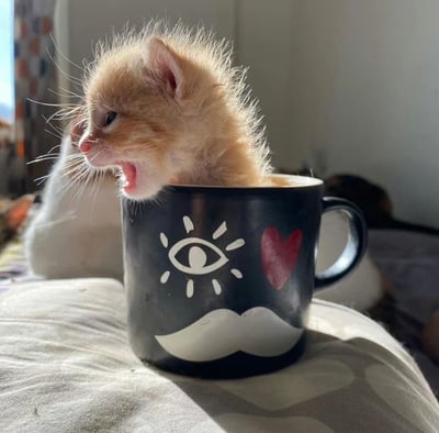 一只毛茸茸的小橘猫蜷缩在一个黑色马克杯里，张着嘴巴打哈欠。小猫有着蓬松的橘色毛发和蓝色的眼睛，看起来非常可爱。马克杯上有白色的眼睛图案、红色的心形图案和白色的胡子图案。背景中可以看到另一只白色的猫，整个场景在自然光的照射下显得温馨而治愈。