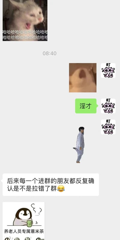 这是一张聊天记录截图，包含多个搞笑表情包和文字内容。顶部是一张白猫张大嘴巴大笑的图片，下方有大量"哈哈哈哈"的文字。中间部分有一张模糊的动物图片和多个"盯"字表情包，还有一个绿色气泡写着"淫才"。下方是一个穿着条纹睡衣的人单腿站立跳舞的图片，以及一段文字："后来每一个进群的朋友都反复确认是不是拉错了群😂"。最底部是一张企鹅拿着茶杯的图片，配文"养老人员专属薏米茶"。整体展现了一个充满欢乐氛围的群聊场景，新成员对群聊内容感到困惑的搞笑情景。