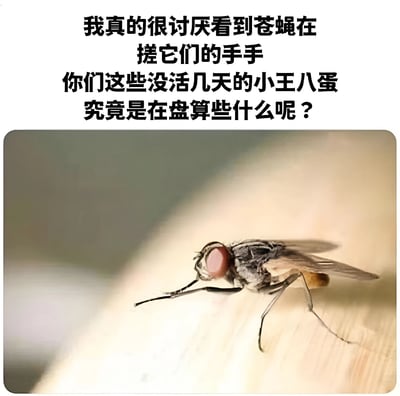 图片上方为黑色文字：“我真的很讨厌看到苍蝇在搓它们的手手 你们这些没活几天的小王八蛋究竟是在盘算些什么呢？”，下方是一张苍蝇的特写照片。照片中的苍蝇有着明显的红色复眼，身体呈灰黑色，正用前腿相互摩擦（即人们常说的“搓手手”动作），背景为模糊的浅色平面。文字采用口语化、略带戏谑的语气，将苍蝇拟人化，用“小王八蛋”等称呼表达对苍蝇这一行为的调侃与无奈，整体营造出幽默吐槽的氛围。