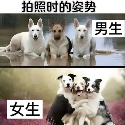 图片分为上下两部分，上方标题为“拍照时的姿势”。上半部分展示三只狗并排趴卧在水边，姿态端正、表情平静，右侧标注“男生”；下半部分展示三只狗互相依偎、咧嘴微笑，左侧标注“女生”。通过狗狗的不同姿态幽默对比男生和女生拍照时的常见姿势差异。