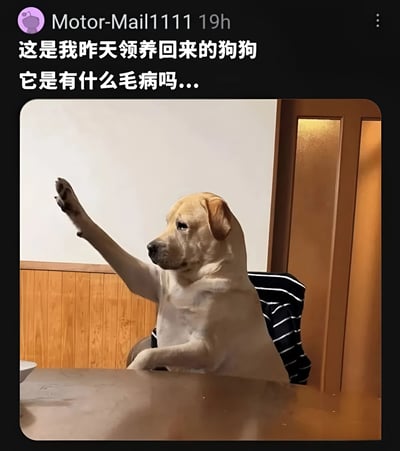 社交媒体用户Motor-Mail1111分享了昨天刚领养的狗狗照片，图中黄色拉布拉多坐在椅子上，前爪高高举起，姿态像在挥手或索要东西。配文表达了主人对狗狗这一行为的疑惑：“它是有什么毛病吗...”，整体画面幽默可爱，展现了宠物领养后的有趣日常。