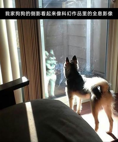 这是一张室内拍摄的原创生活照片，一只哈士奇背对着镜头站在落地玻璃门前，正看向门外。玻璃表面的光线折射和玻璃本身的特质，让狗狗在玻璃上的倒影呈现出模糊、带冷色调荧光感的视觉效果，酷似科幻作品里的全息投影影像。图片顶部配有文字“我家狗狗的倒影看起来像科幻作品里的全息影像”，点明了这个有趣的视觉巧合，让日常的宠物场景充满了奇妙的科幻感。