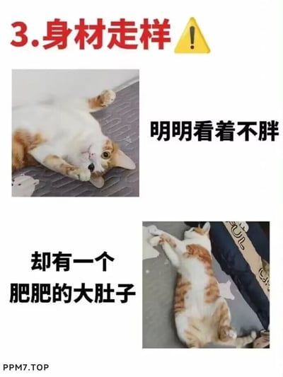 这是一张图文混排的上下对比静态图，以“3.身材走样”搭配黄色感叹号警示标志作为标题，用两张同一只白橘猫的照片制造反差效果：上方照片中白橘猫四肢张开仰躺，看起来身形匀称，配文“明明看着不胖”；下方照片中这只猫侧躺伸展身体，露出圆滚滚的大肚子，配文“却有一个肥肥的大肚子”。整体内容用幽默的方式展现猫咪看似不胖实则腹部肥胖的身材状态，容易引发养宠人士的共鸣，也侧面提醒铲屎官关注宠物的体重与健康。