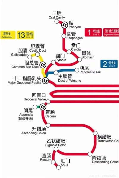 这是一张创意医学图解，将人体消化系统类比为地铁网络进行可视化呈现。图中用不同颜色和编号的线路代表不同消化器官系统：红色1号线为“消化道线”，串联口腔、咽、食管、胃、小肠、大肠等主要消化器官；黄色13号线为“胆线”，连接胆囊、胆囊管和胆总管；蓝色2号线则代表胰腺相关结构。各器官被设计为“地铁站”，用白色圆圈表示，器官之间的连接管道则以线路形式展示，部分节点标注有换乘符号。图中所有解剖结构均标注了中英文名称（如“胃 Stomach”“胆囊管 Cystic Duct”），右下角标注有“阑尾（暂缓开通）”的趣味说明，整体风格兼具科学性与趣味性，便于理解消化系统的结构连接关系。