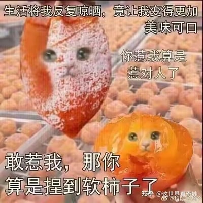 这是一张经过P图创作的搞笑谐音梗图，创作者将猫咪的脸部图像与柿饼、软柿子的身体合成，搭配四段文字玩双关梗。图中上方是挂着的带白霜的柿饼，拼接了平静表情的猫咪脸，配文“生活将我反复晾晒，竟让我变得更加美味可口”，把生活的磨砺过程比作晾晒柿饼的工序，赋予猫咪拟人化的“被打磨后更有质感”的生活感悟；旁边配文“你惹我算是惹对人了”，展现出强硬的态度。下方是被手捏着的软柿子，拼接了带点委屈又愤怒的猫咪脸，配文“敢惹我，那你算是捏到软柿子了”，这里运用“捏软柿子”的双关语义，表面指捏的是软柿子，实际反讽自己并非任人欺负的“软柿子”，通过强烈的反差感制造搞笑效果。