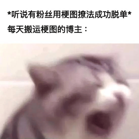 震惊猫