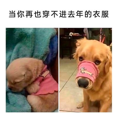 这是一张左右对比的趣味宠物图，左侧是一只金毛幼犬，合身穿着粉色带小狗图案的衣服，缩在蓝绿色毛绒垫子上，头埋向一侧，看起来有些低落；右侧是长大的同一只金毛，因为体型增长，去年的衣服已经完全穿不下，只能将这件粉色衣服套在鼻子部位，它眼神委屈又无奈，可怜巴巴地看着镜头。图片上方配文“当你再也穿不进去年的衣服”，用宠物的搞笑遭遇，生动调侃了人们长胖后穿不下旧衣服的尴尬、无奈的日常场景，容易引发大众共鸣，充满趣味性。