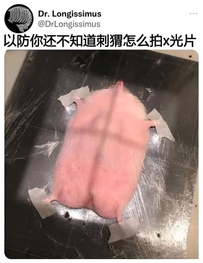 图片展示了一只刺猬仰卧在黑色X光检查台上，四肢被白色胶带固定以保持静止状态，方便进行X光拍摄。上方配有文字“以防你还不知道刺猬怎么拍x光片”，直观呈现了为刺猬拍摄X光时的特殊固定方式，属于动物医疗场景的科普内容。