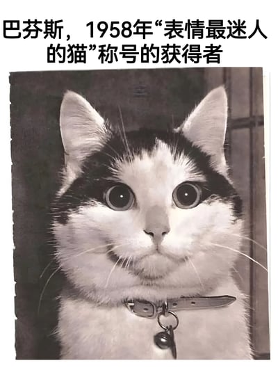 图片主体为一张黑白老照片，照片中是一只戴着项圈（项圈上挂有铃铛）的猫，它正直视镜头，双眼圆睁，眼神呆萌，面部表情看起来有些好奇。照片上方配有文字：“巴芬斯，1958年‘表情最迷人的猫’称号的获得者”，整体给人一种复古又可爱的感觉。