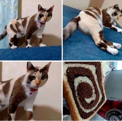 四格拼图，前三格展示一只棕白相间的奶牛猫：左上格猫咪站立在蓝色布料上，直视前方，毛发呈不规则斑块状；右上格猫咪侧身躺在蓝色布料上，身体伸展，展示背部和尾巴的花纹；左下格为猫咪面部特写，眼神专注。第四格是一块漩涡状花纹的面包切片，其棕白相间的螺旋纹路与猫咪的毛发图案高度相似，形成趣味对比。