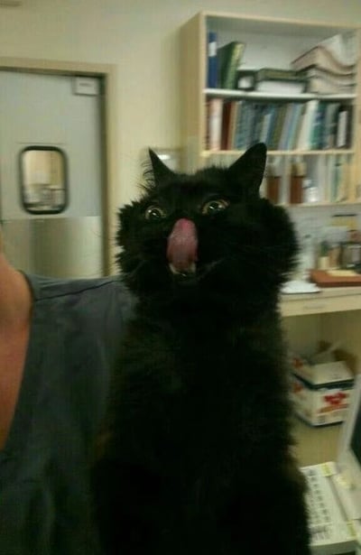 一只黑猫在兽医诊所里被人抱着，它瞪大双眼，伸出舌头，表情看起来非常震惊和滑稽。背景中可以看到医疗柜和书籍，营造出专业的医疗环境。这张照片捕捉到了猫咪一个非常有趣和意外的表情瞬间。