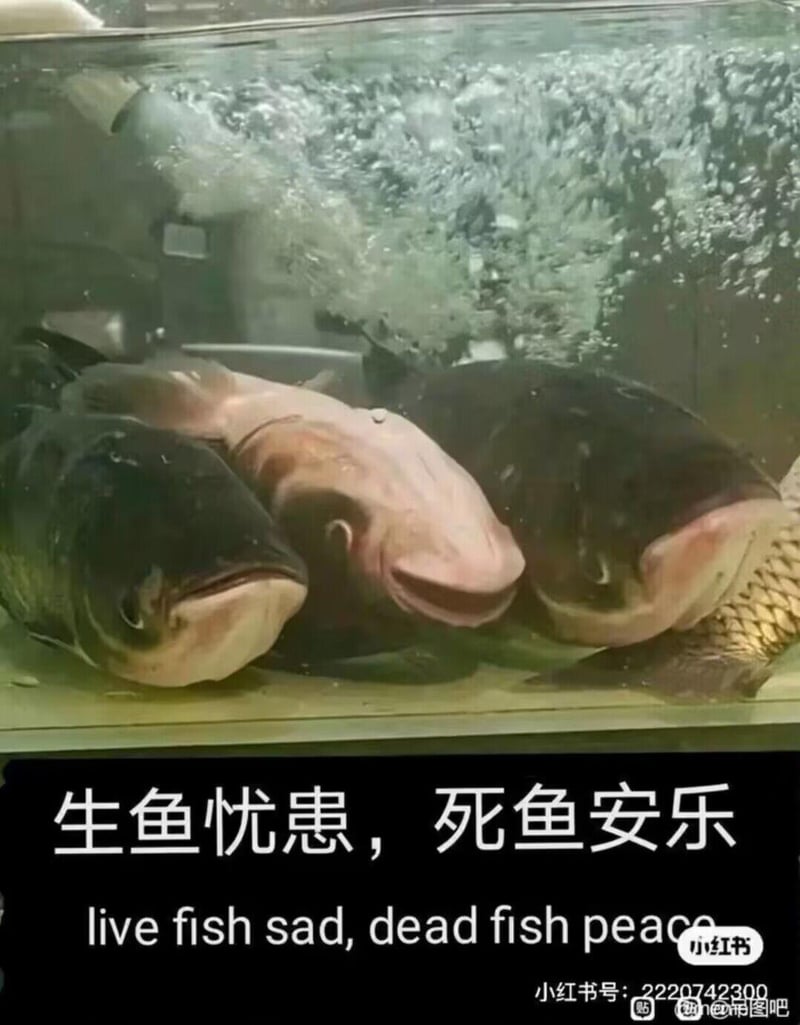 大鱼