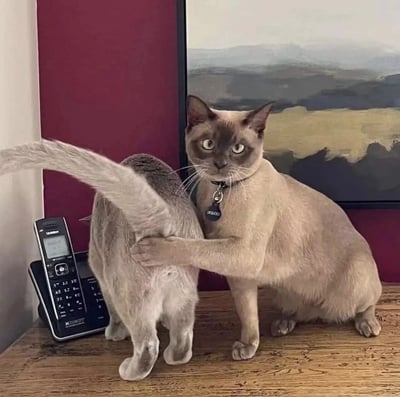 两只猫咪在室内环境中的温馨互动场景。一只暹罗猫戴着写有名字的项圈，正直视镜头，表情略显严肃，并用前爪轻轻抱着另一只灰色猫咪。灰色猫咪背对着镜头，尾巴高高翘起。背景中有一幅山水画和红色墙壁，左侧可见一部黑色座机电话。整个画面展现了猫咪之间亲密又有趣的相处瞬间。
