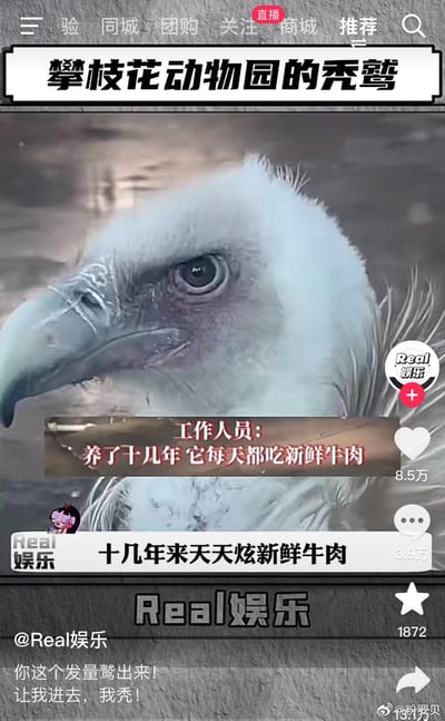 这是一张来自抖音平台的视频截图，展示了攀枝花动物园的一只秃鹫，工作人员介绍这只秃鹫已被饲养十几年，每日都食用新鲜牛肉。这只秃鹫的发量十分浓密，与当代人普遍脱发的现状形成强烈反差，引发网友玩谐音梗调侃，评论区留言“你这个发量鹫出来！让我进去，我秃！”，用“鹫（就）”的谐音表达对秃鹫浓密发量的羡慕，精准戳中当代人脱发的痛点，充满搞笑趣味。