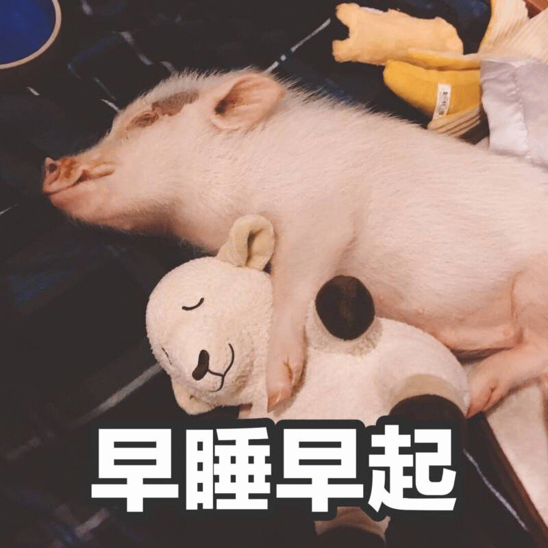 小猪抱玩具熊熟睡萌图 配文'早睡早起'